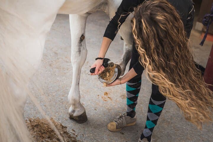 Guided tour of the stables of El Ranchito in Malaga