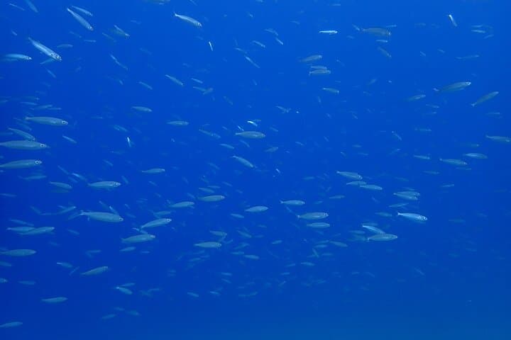 Try Scuba Diving in Lanzarote (No experience needed)