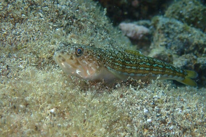 Try Scuba Diving in Lanzarote (No experience needed)