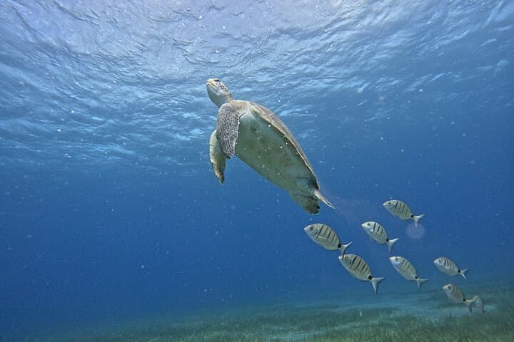 Try Dive in Abades Bay with a private instructor