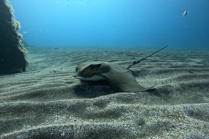 Try Dive in Abades Bay with a private instructor