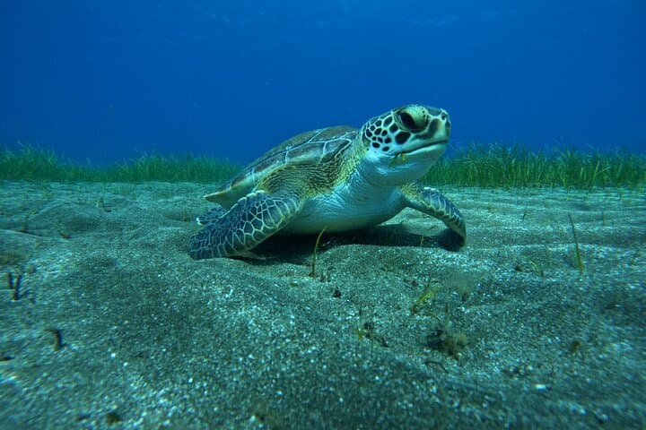 Try Dive in Abades Bay with a private instructor