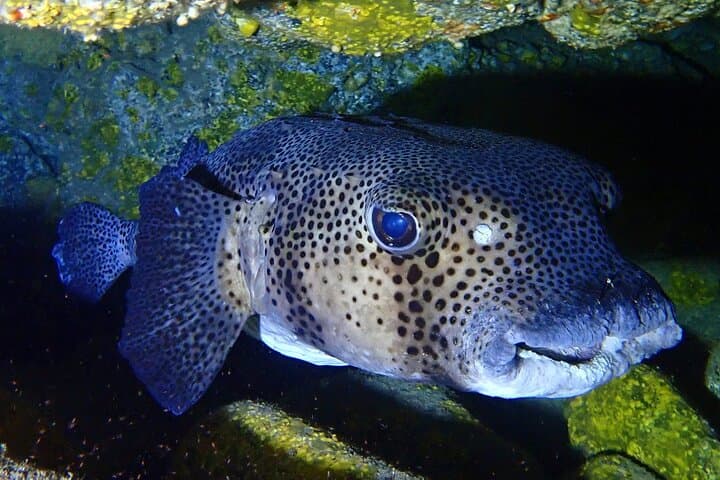 Try Dive in Abades Bay with a private instructor