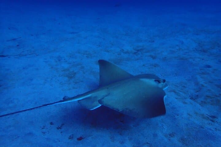 Try Dive in Abades Bay with a private instructor