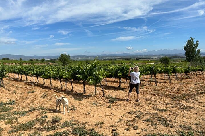 Wine Tasting in Three Boutique Wineries Tour - Max 8 people