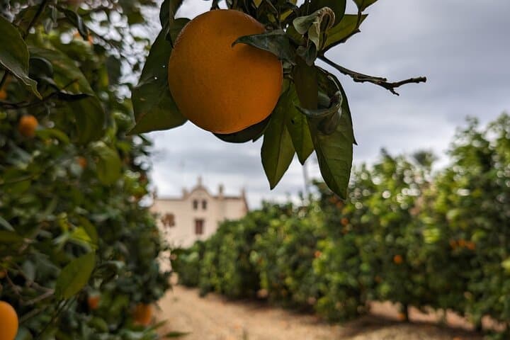From Valencia: Orange Grove Experience + Transport & Tasting