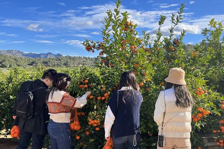 From Valencia: Orange Grove Experience + Transport & Tasting