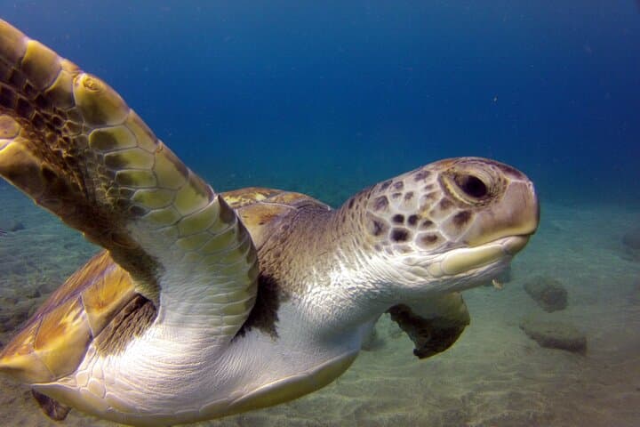 Turtles and clear water