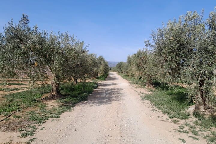 Olives orchard