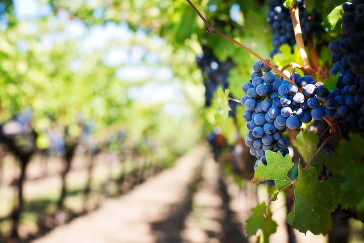 Private Alicante Guided Tour and Winery Visit
