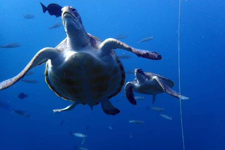Discover Scuba Diving - Try it for the first time!
