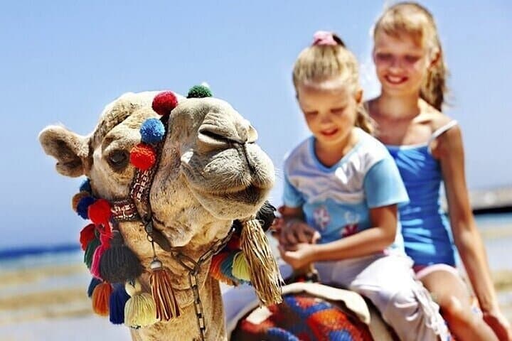 Authentic Private Tangier Tour from Estepona Camel Ride & Lunch