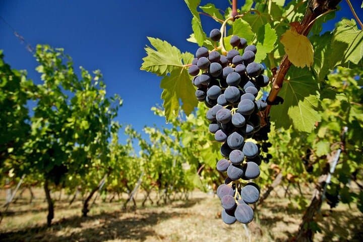 Ecological Tour of the Winery in Ronda with Tasting