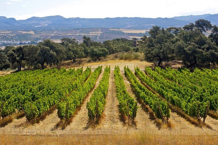 Ecological Tour of the Winery in Ronda with Tasting