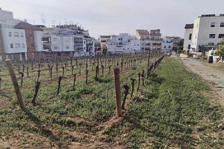 Celler de l'Hospital urban wineyards