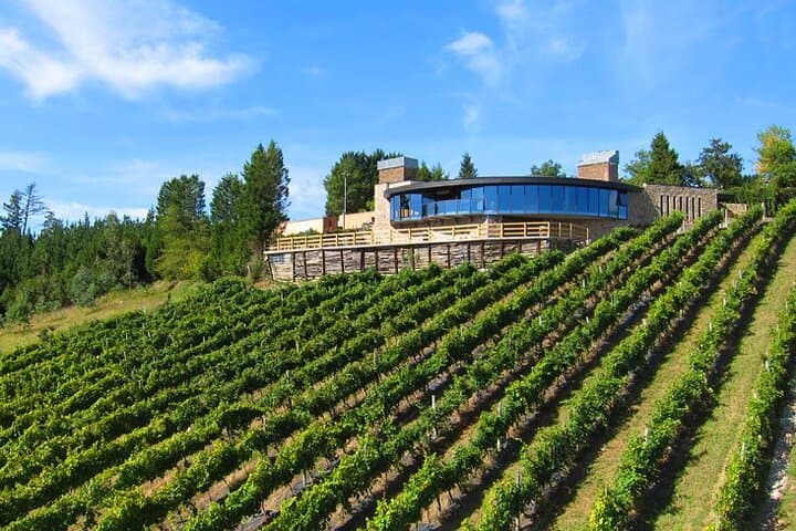 Txakoli wine tour from Bilbao