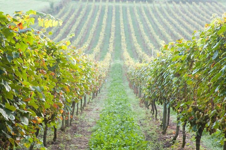 Txakoli wine tour from Bilbao