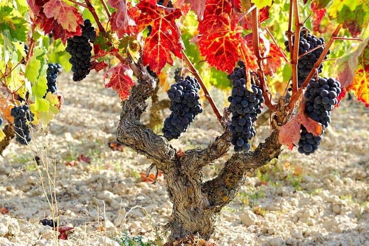Rioja wine tour: winery and traditional lunch from San Sebastian