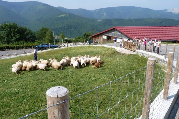 Idiazabal cheese tour from San Sebastian