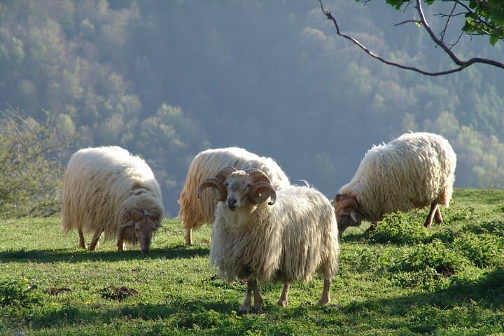 Idiazabal cheese tour from San Sebastian