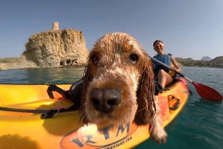 Kayaking with Dogs