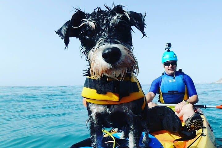 Kayaking with Dogs