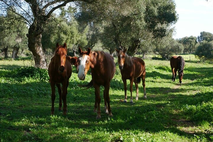Meditation Activity: Mindfulness with Horses in Zahora