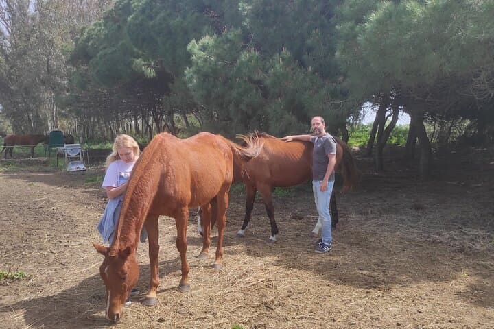 Meditation Activity: Mindfulness with Horses in Zahora