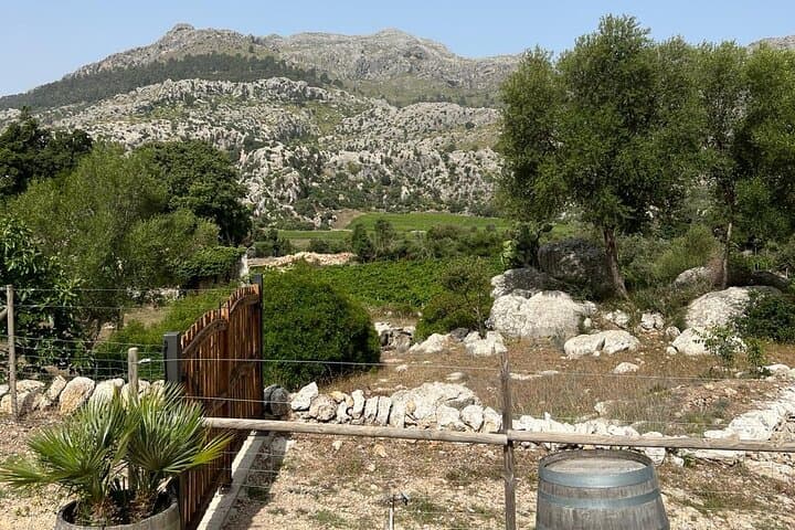 Full-Day Private Wine Tour to 3 Wineries in Mallorca