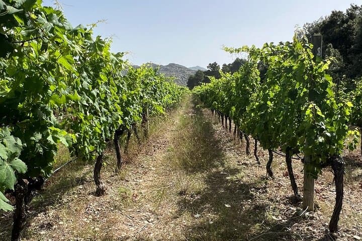 Full-Day Private Wine Tour to 3 Wineries in Mallorca