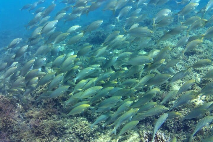 Guided snorkeling route in the Strait Natural Park