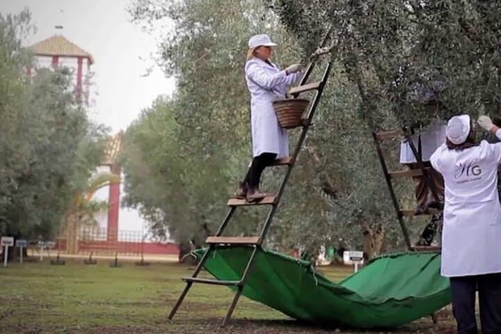 Oleotourism and olive oil tasting in Seville - Private tour