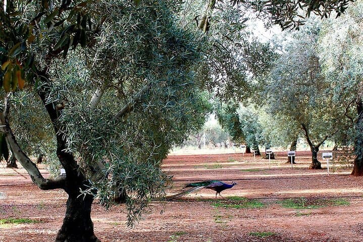 Oleotourism and olive oil tasting in Seville - Private tour