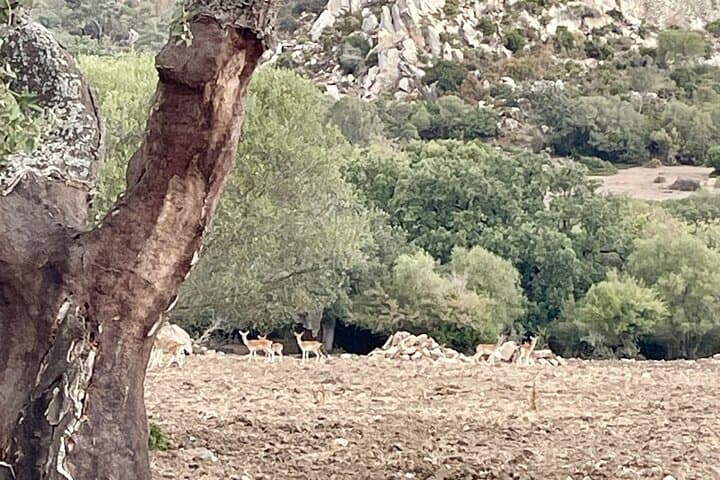 Deer in the wild