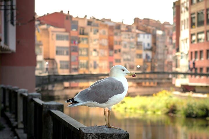 Girona
