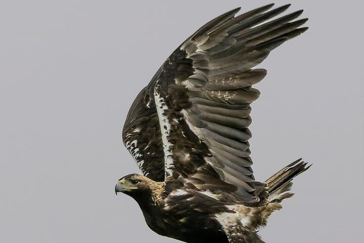 Imperial Eagle