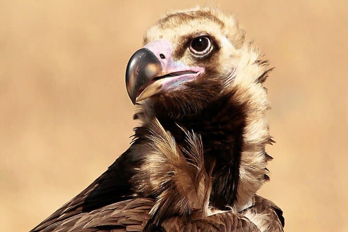 griffon vulture