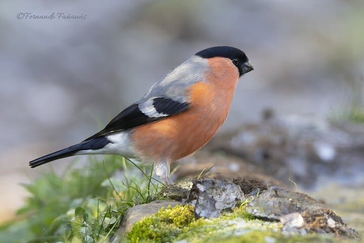 Bullfinch