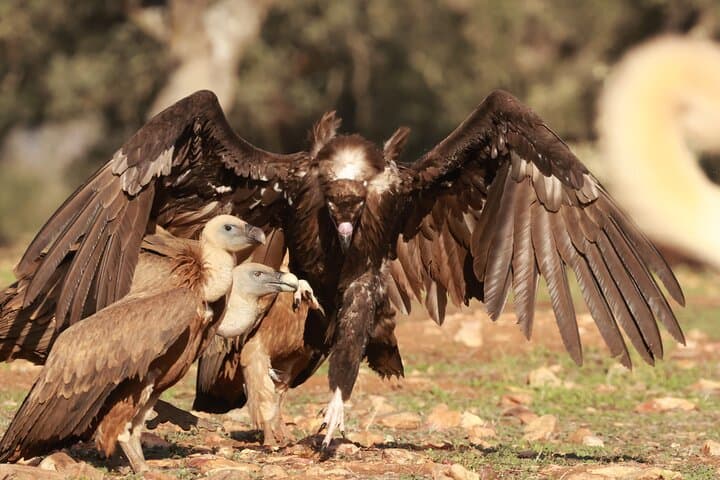 Vultures