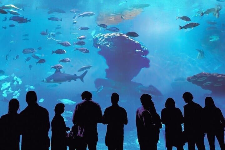 Palma Acquarium with Transfer