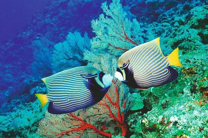 Palma Acquarium with Transfer