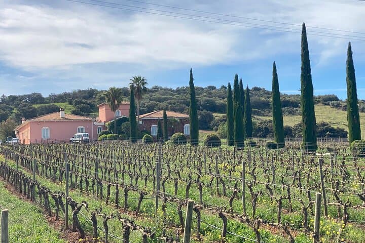 The vineyards