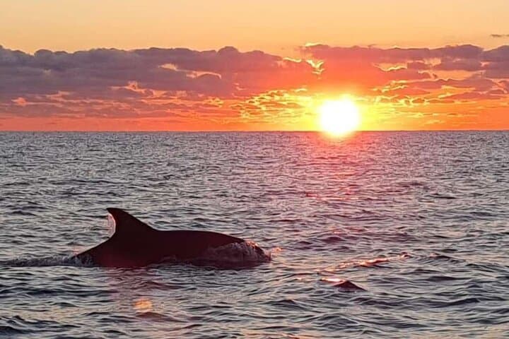 Dolphin Watching at Dawn in Alcúdia