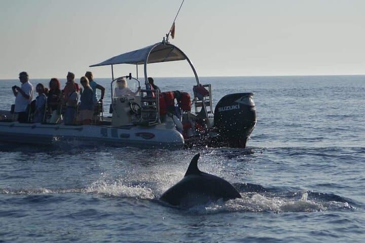 Dolphin Watching at Dawn in Alcúdia