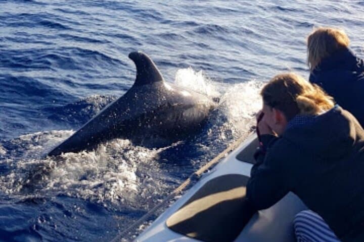 Dolphin Watching at Dawn in Alcúdia