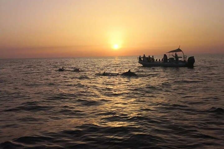 Dolphin Watching at Dawn in Alcúdia
