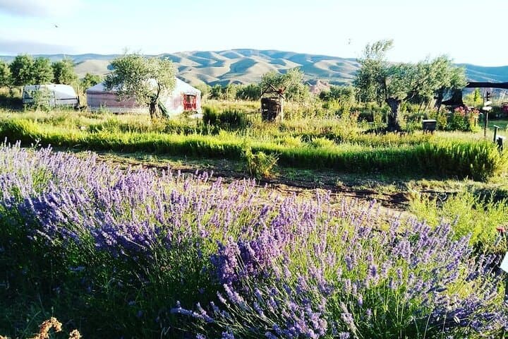 Private Visit to an Aromatic Plant Farm in La Rioja