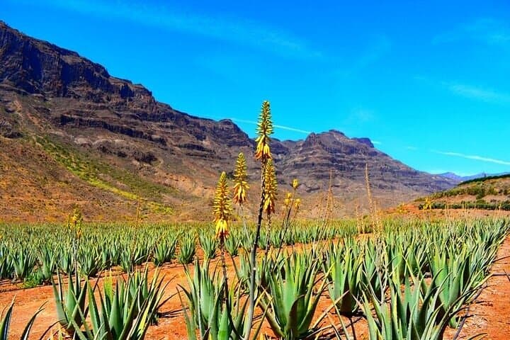 Aloe Vera Plantation