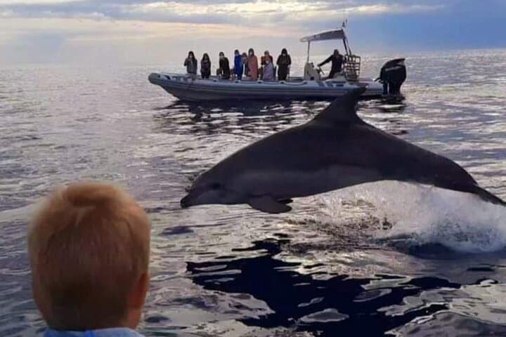 Dolphin Watching at Dawn in Alcúdia
