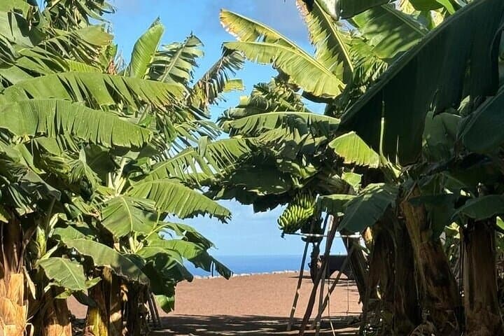 Banana Museum, Rum Distillery & Winery guided tour with tasting